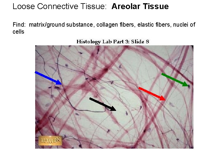 Loose Connective Tissue: Areolar Tissue Find: matrix/ground substance, collagen fibers, elastic fibers, nuclei of