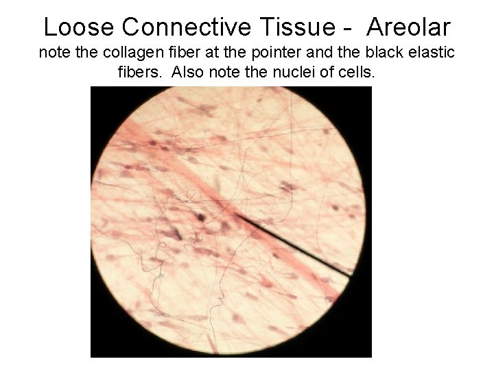 Loose Connective Tissue - Areolar note the collagen fiber at the pointer and the