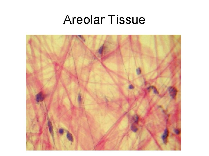 Areolar Tissue 