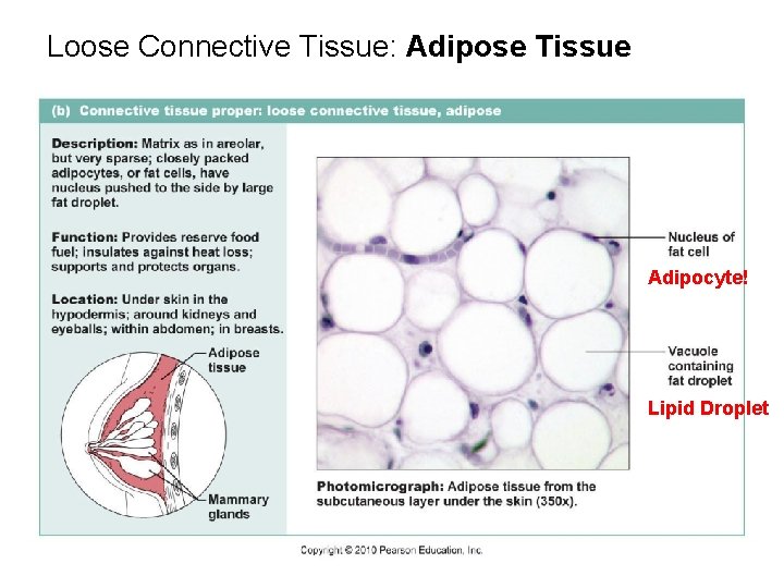 Loose Connective Tissue: Adipose Tissue Adipocyte! Lipid Droplet 