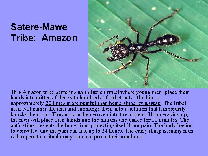 Satere-Mawe Tribe: Amazon This Amazon tribe performs an initiation ritual where young men place