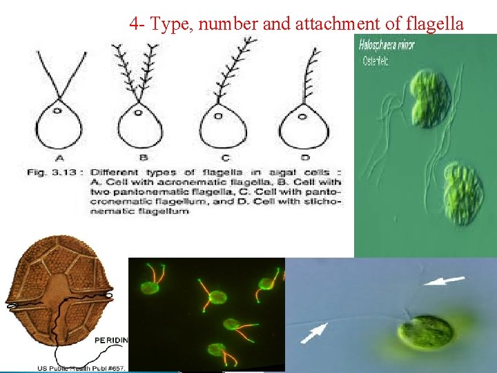4 - Type, number and attachment of flagella 