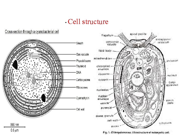  • Cell structure 