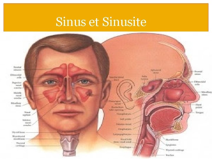 Sinus et Sinusite 