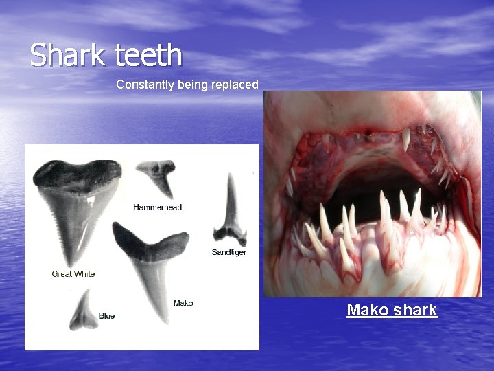 Shark teeth Constantly being replaced Mako shark 