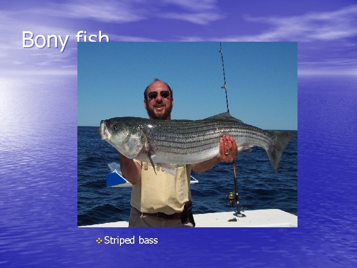 Bony fish v Striped bass 