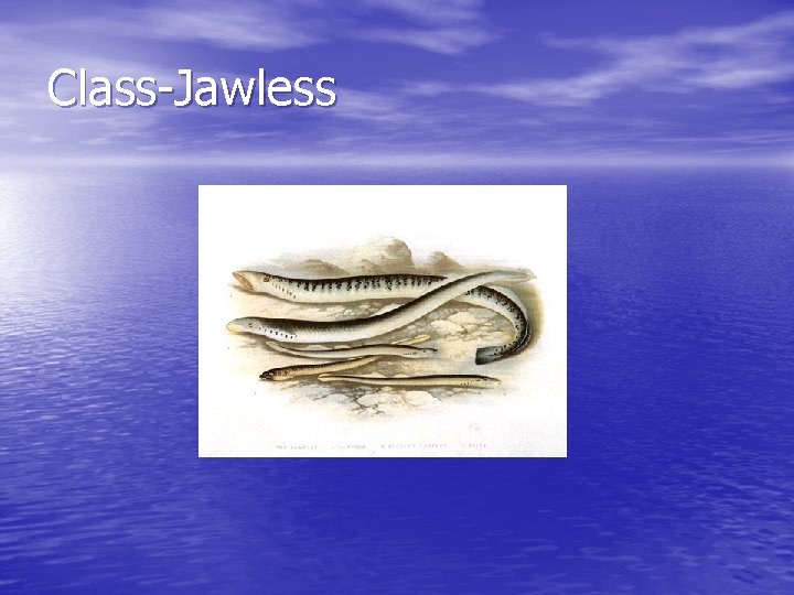 Class-Jawless 