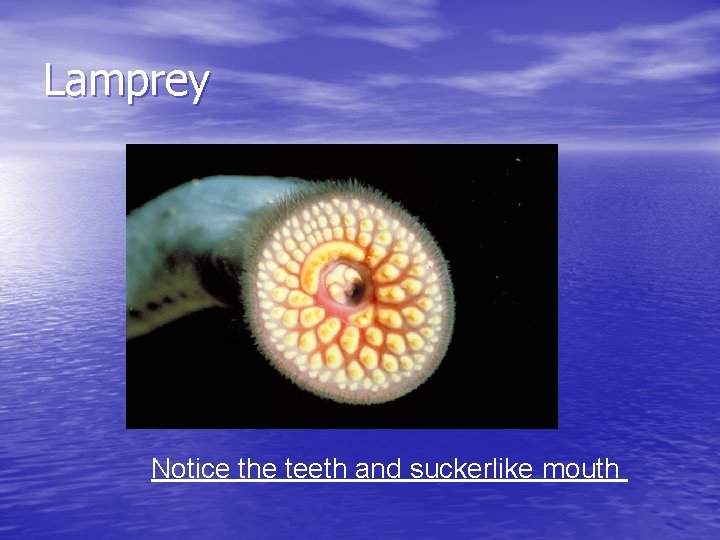 Lamprey Notice the teeth and suckerlike mouth 
