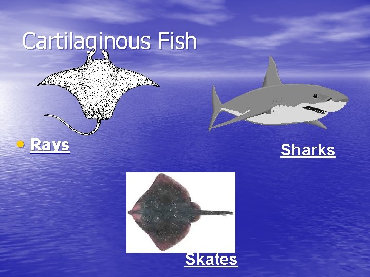 Cartilaginous Fish • Rays Sharks Skates 