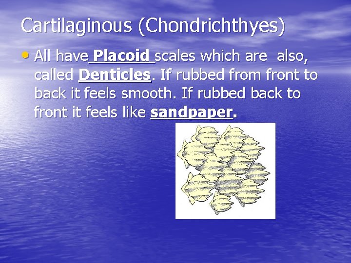 Cartilaginous (Chondrichthyes) • All have Placoid scales which are also, called Denticles. If rubbed