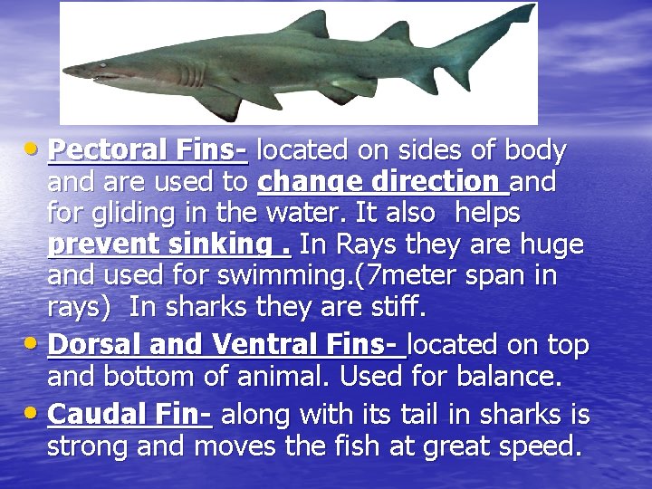  • Pectoral Fins- located on sides of body and are used to change