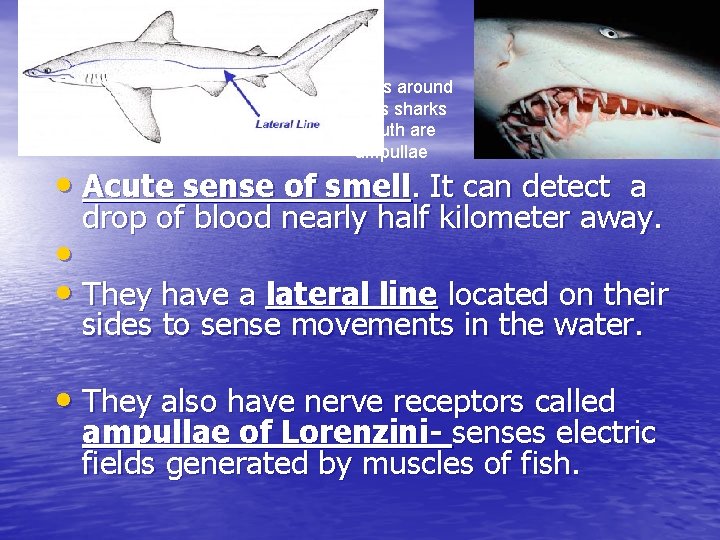 Dots around This sharks mouth are ampullae • Acute sense of smell. It can