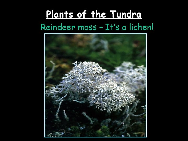 Plants of the Tundra Reindeer moss – It’s a lichen! 