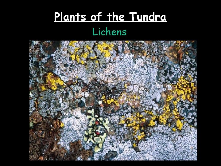 Plants of the Tundra Lichens 