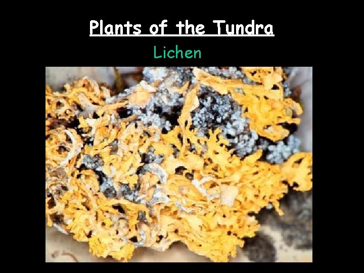 Plants of the Tundra Lichen 