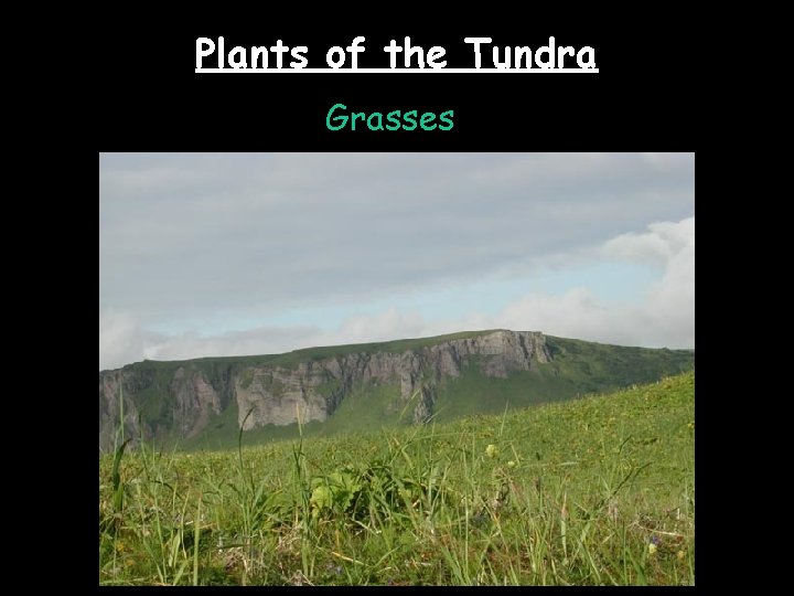 Plants of the Tundra Grasses 