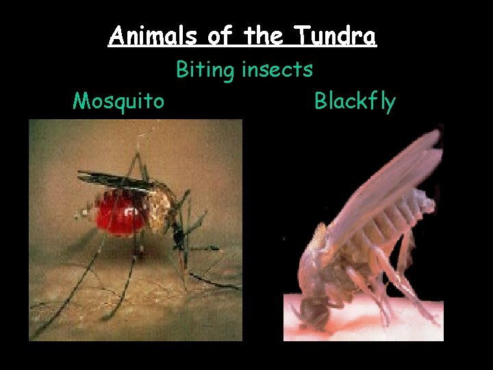 Animals of the Tundra Biting insects Mosquito Blackfly 