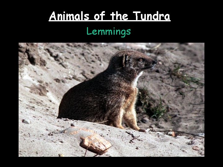 Animals of the Tundra Lemmings 