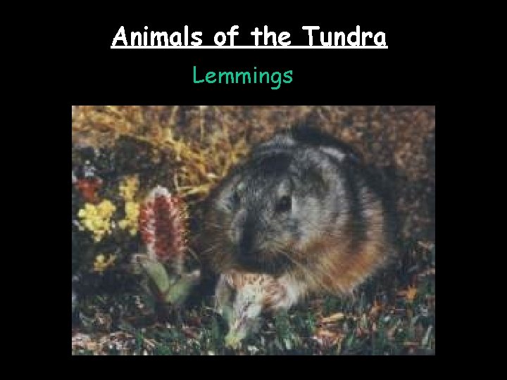 Animals of the Tundra Lemmings 