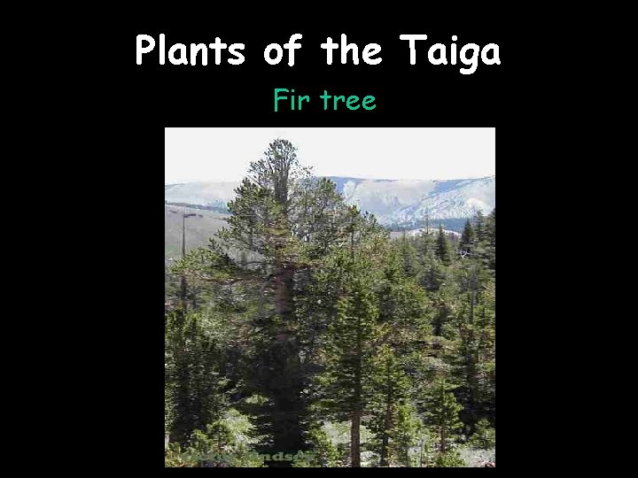 Plants of the Taiga Fir tree 