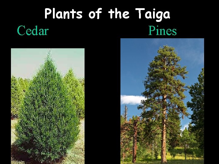 Plants of the Taiga Cedar Pines 