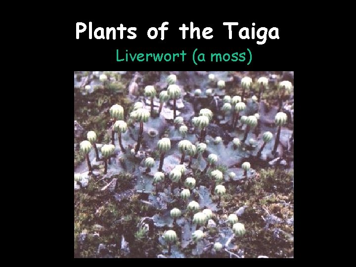 Plants of the Taiga Liverwort (a moss) 