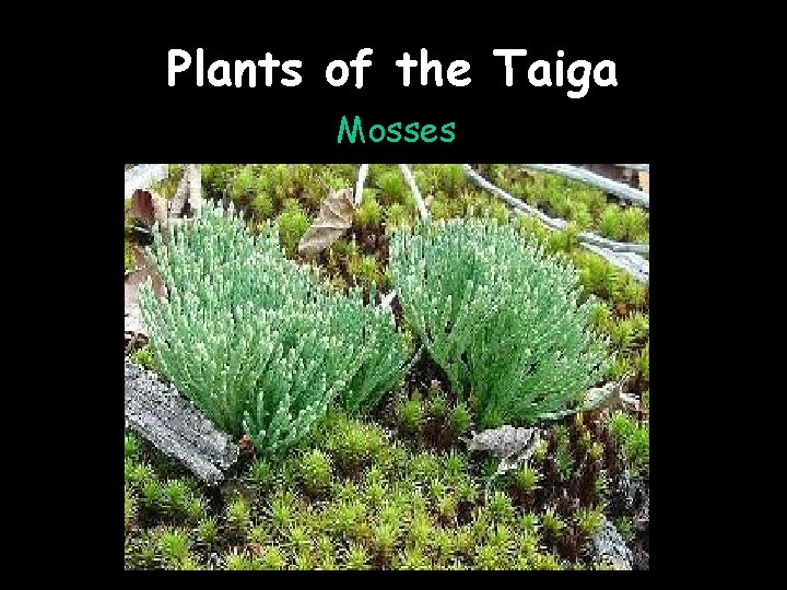 Plants of the Taiga Mosses 