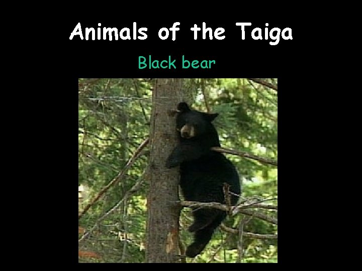 Animals of the Taiga Black bear 