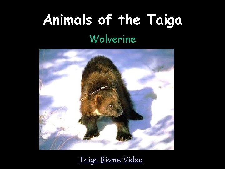 Animals of the Taiga Wolverine Taiga Biome Video 
