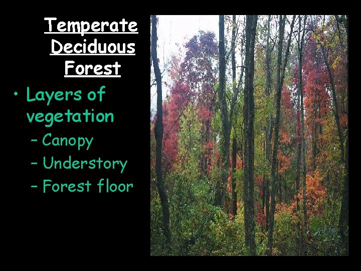 Temperate Deciduous Forest • Layers of vegetation – Canopy – Understory – Forest floor