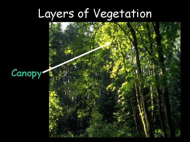 Layers of Vegetation Canopy 