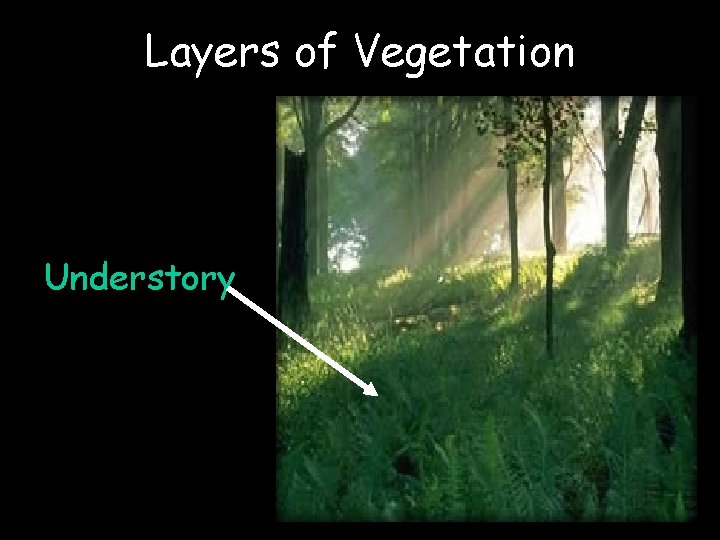 Layers of Vegetation Understory 