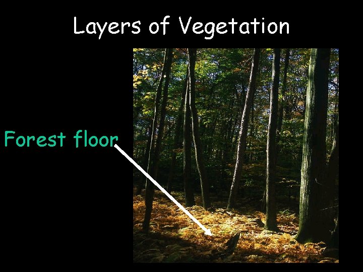 Layers of Vegetation Forest floor 