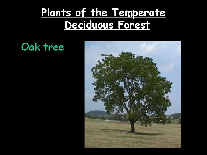 Plants of the Temperate Deciduous Forest Oak tree 