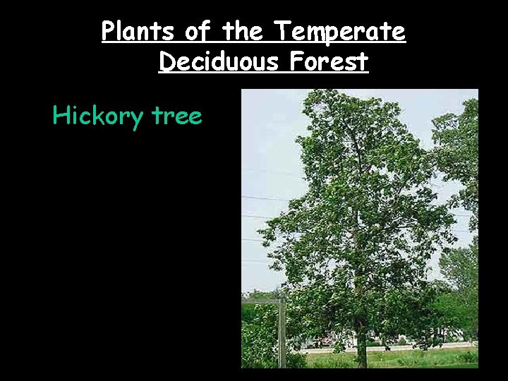 Plants of the Temperate Deciduous Forest Hickory tree 