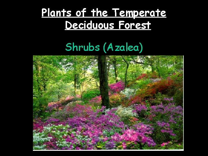 Plants of the Temperate Deciduous Forest Shrubs (Azalea) 