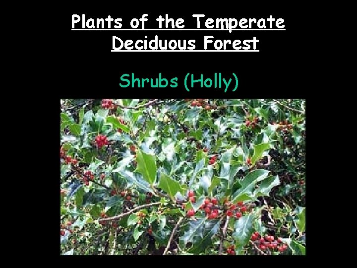 Plants of the Temperate Deciduous Forest Shrubs (Holly) 