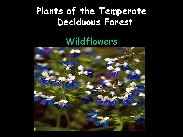 Plants of the Temperate Deciduous Forest Wildflowers 