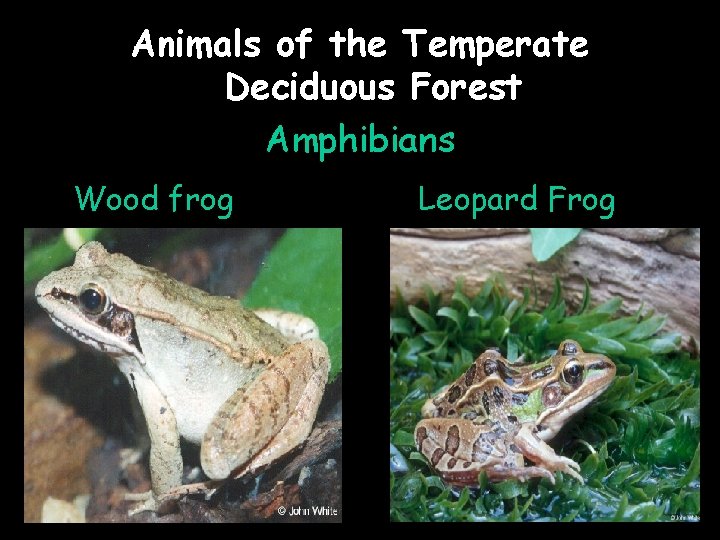 Animals of the Temperate Deciduous Forest Amphibians Wood frog Leopard Frog 