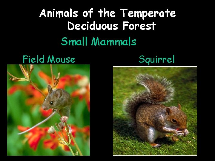 Animals of the Temperate Deciduous Forest Small Mammals Field Mouse Squirrel 