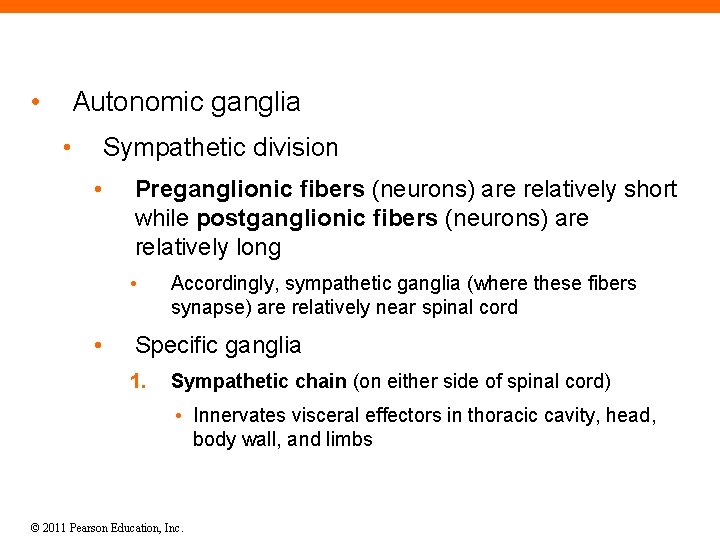  • Autonomic ganglia • Sympathetic division • Preganglionic fibers (neurons) are relatively short