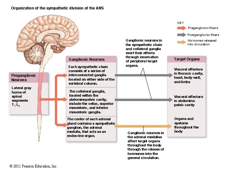 Organization of the sympathetic division of the ANS KEY Preganglionic fibers Postganglionic fibers Ganglionic