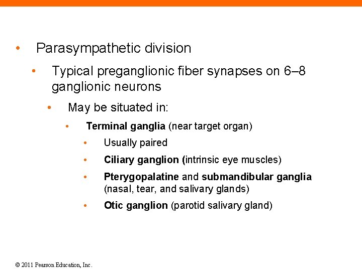  • Parasympathetic division • Typical preganglionic fiber synapses on 6– 8 ganglionic neurons