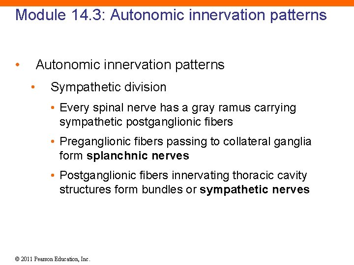 Module 14. 3: Autonomic innervation patterns • Sympathetic division • Every spinal nerve has