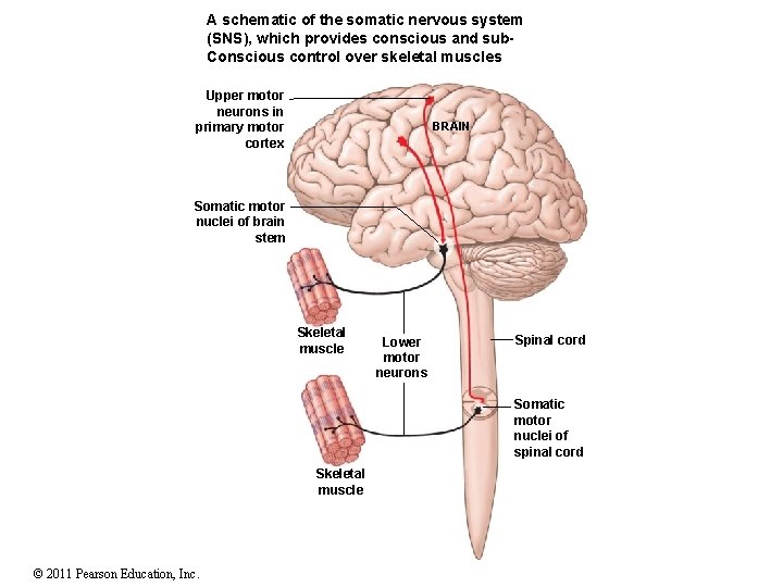A schematic of the somatic nervous system (SNS), which provides conscious and sub. Conscious