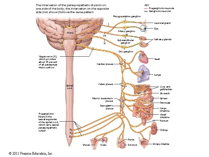 The innervation of the parasympathetic division on one side of the body; the innervation