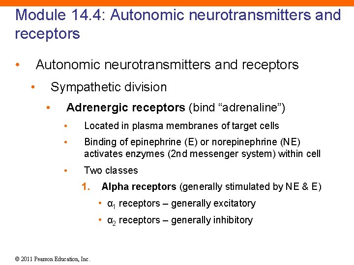 Module 14. 4: Autonomic neurotransmitters and receptors • Sympathetic division • Adrenergic receptors (bind