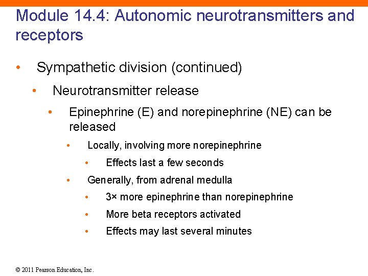 Module 14. 4: Autonomic neurotransmitters and receptors • Sympathetic division (continued) • Neurotransmitter release