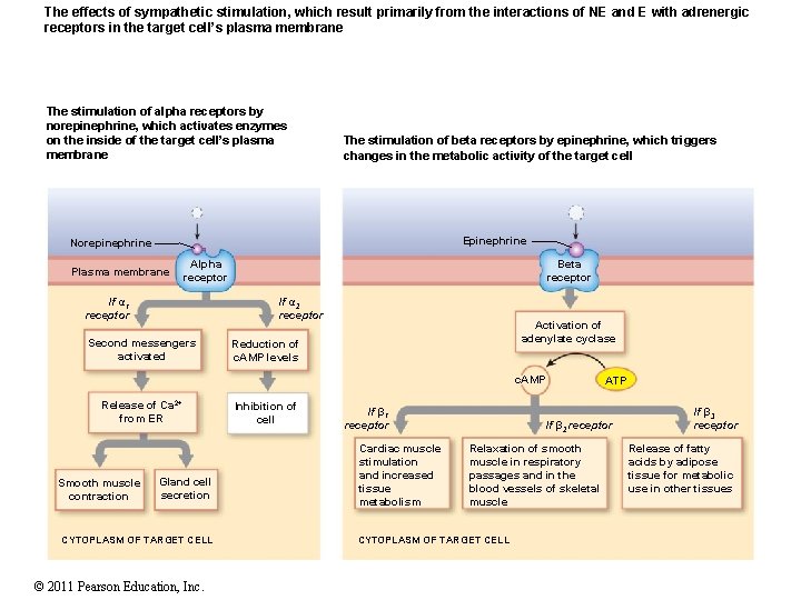 The effects of sympathetic stimulation, which result primarily from the interactions of NE and