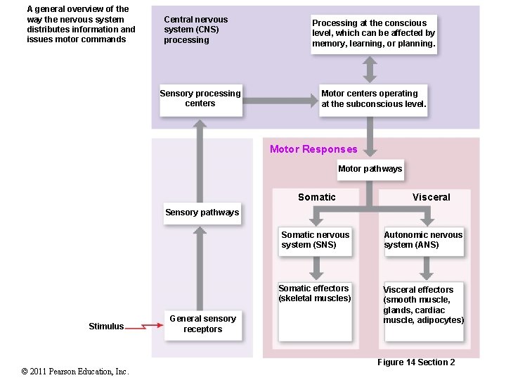 A general overview of the way the nervous system distributes information and issues motor